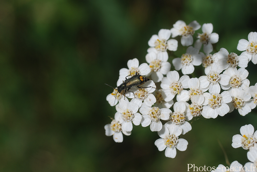 Clanoptilus elegans